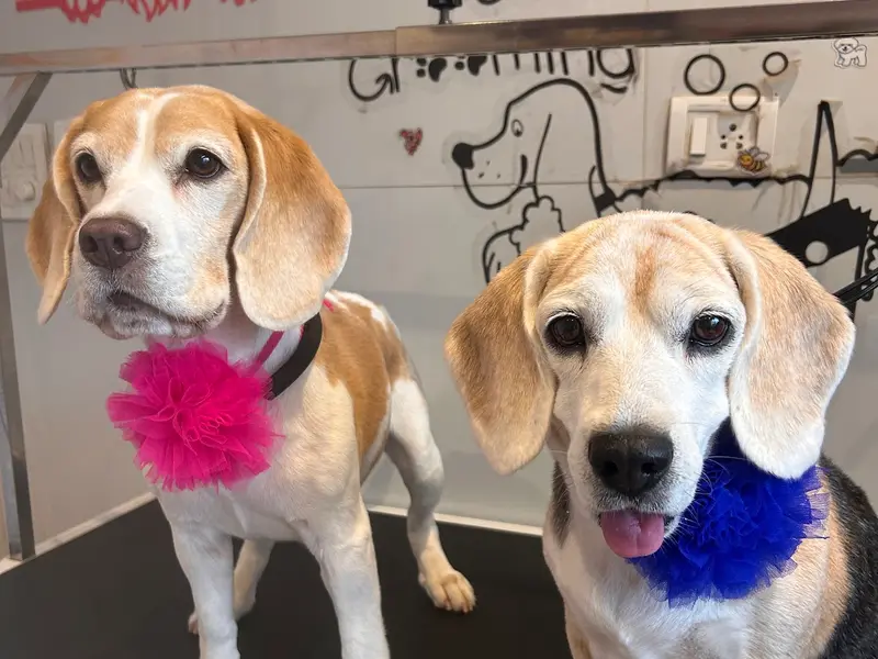 Furrever Happy Pet Spa & Store, photo 3
