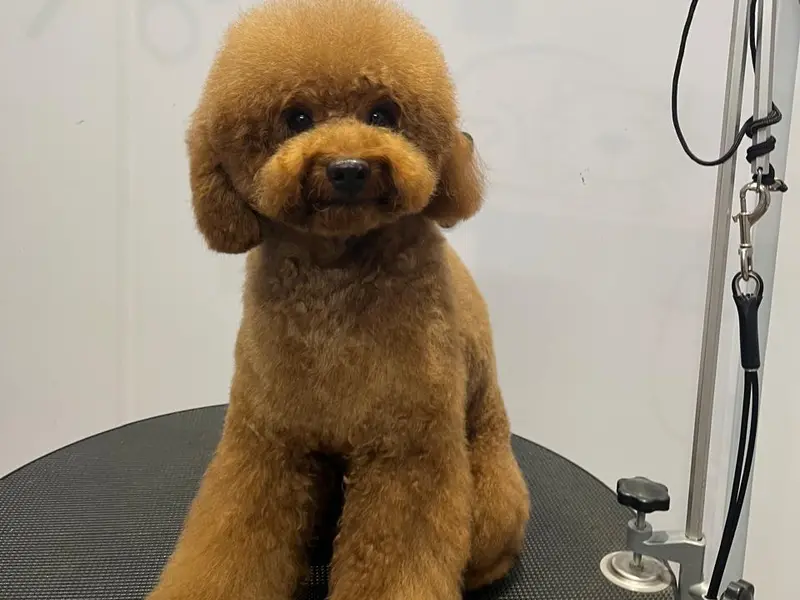 Furrever Happy Pet Spa & Store, photo 4