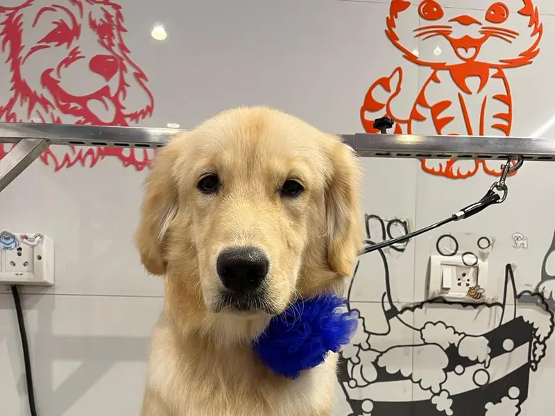 Furrever Happy Pet Spa & Store, photo 5