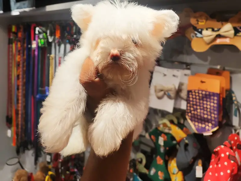 Furry Tails, photo 2