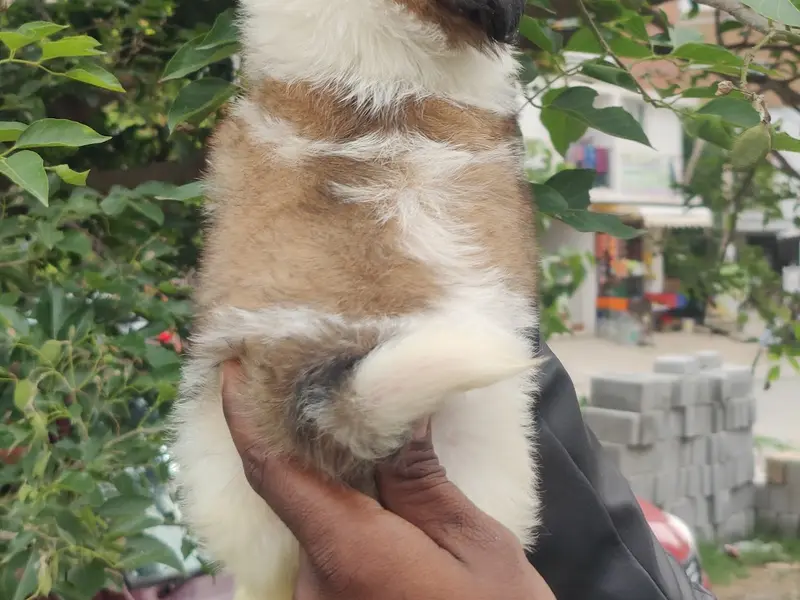 Furry Tails, photo 5