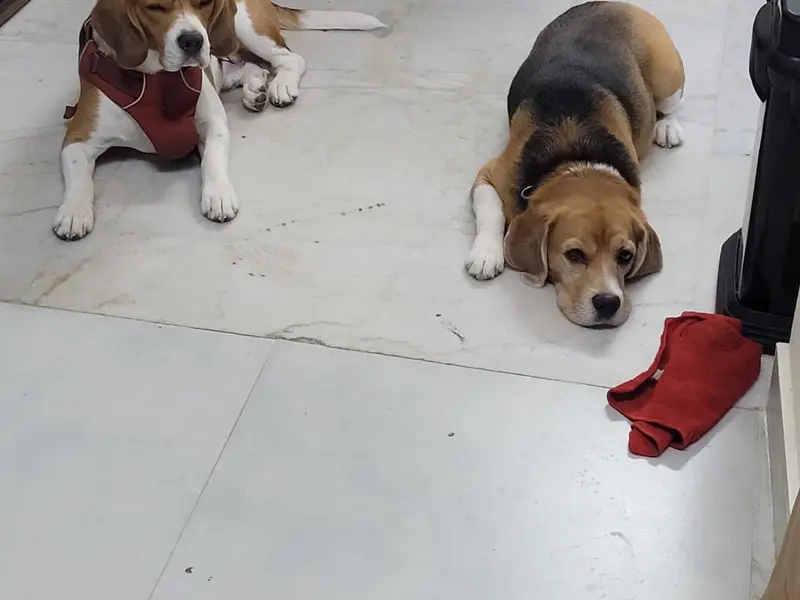 Gimme Paw, Bangalore, photo 3