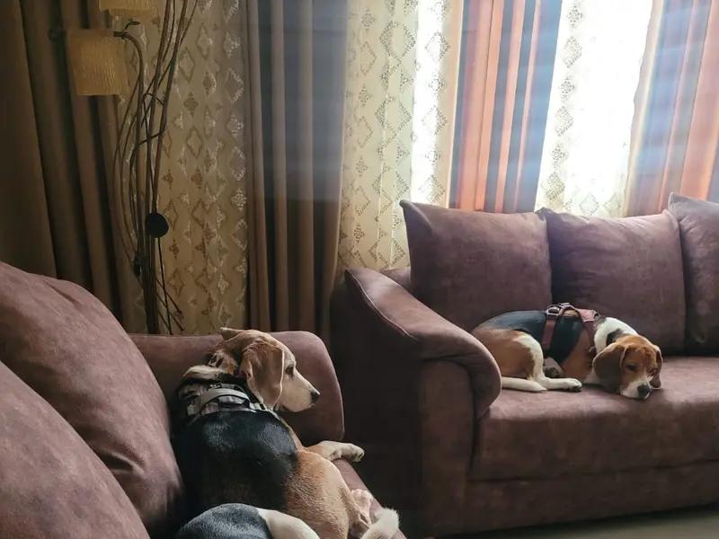 Gimme Paw, Bangalore, photo 5