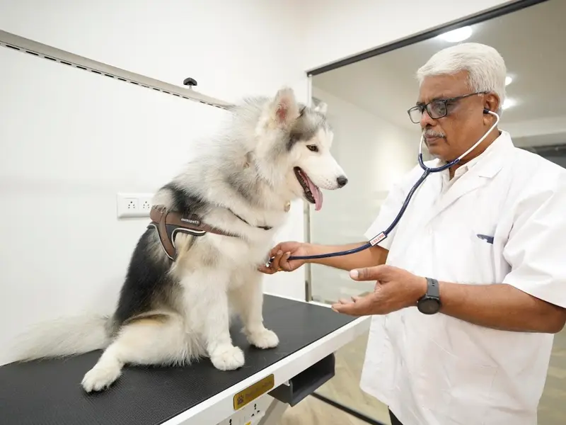 Hallmark Veterinary Pet Clinic By PawsnCollars, photo 3