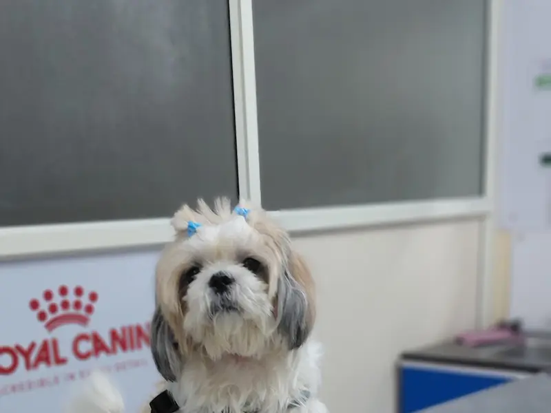 Leela pet clinic(hsr layout), photo 5