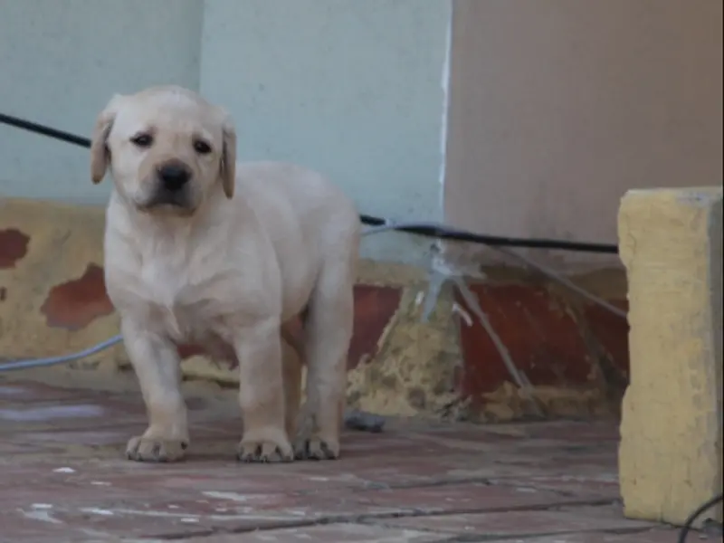 Puppies for sale, photo 2
