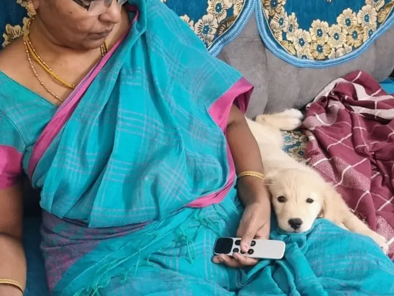 Puppies for sale, photo 3