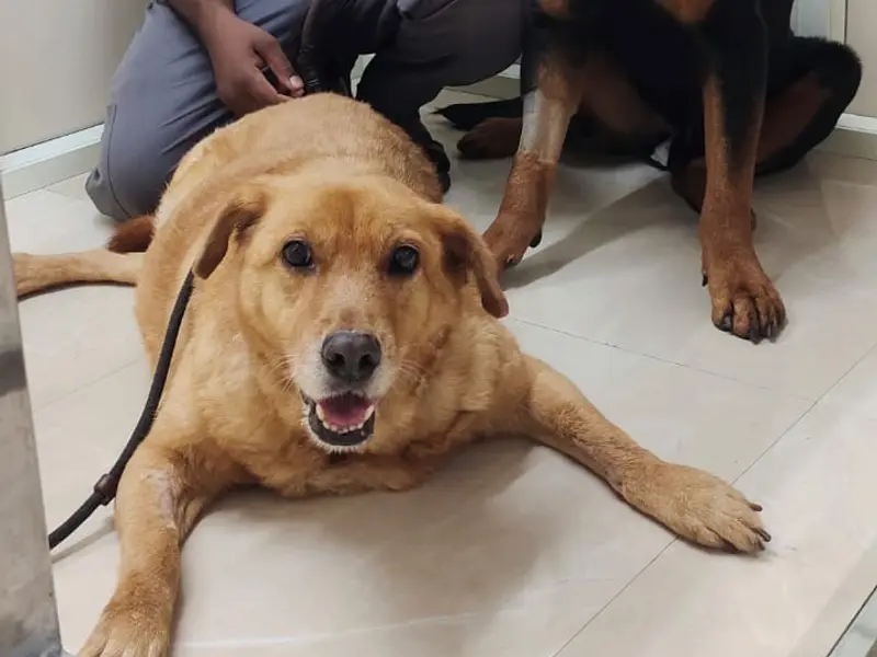 Vision Vet Life Clinic, photo 3