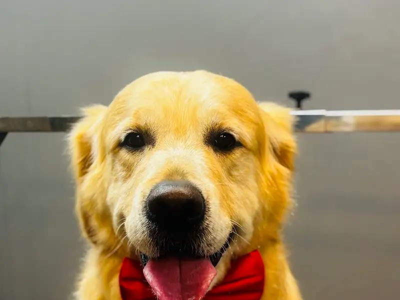 Wizard Of Paws ®️Since 2019, photo 3