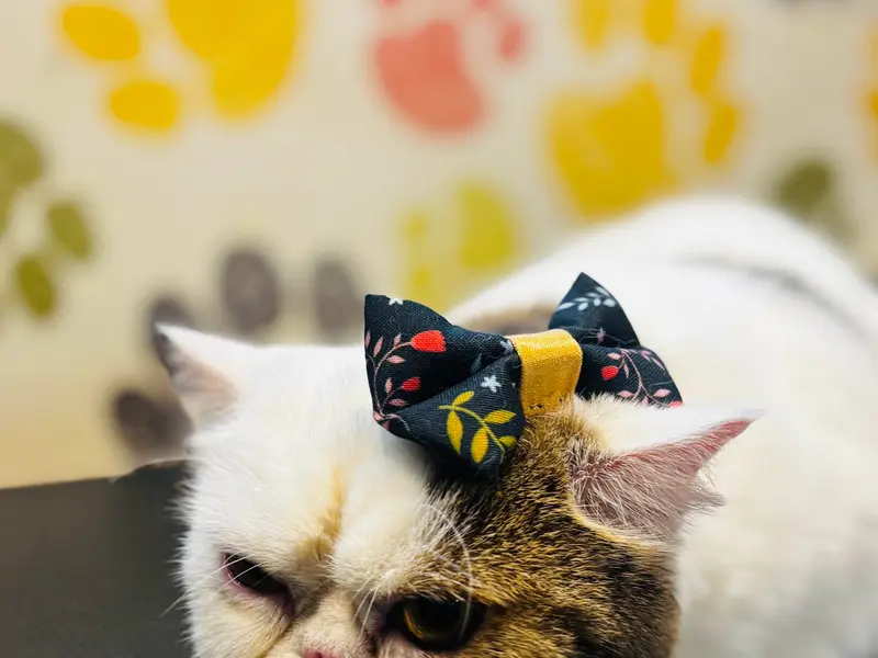 Wizard Of Paws ®️Since 2019, photo 5