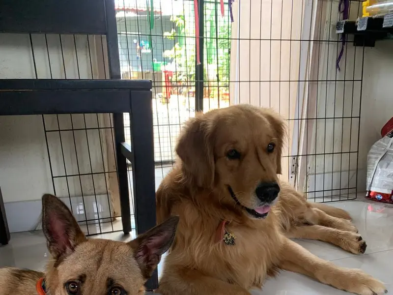 Fairy Tails Mini Pet Resort, photo 2