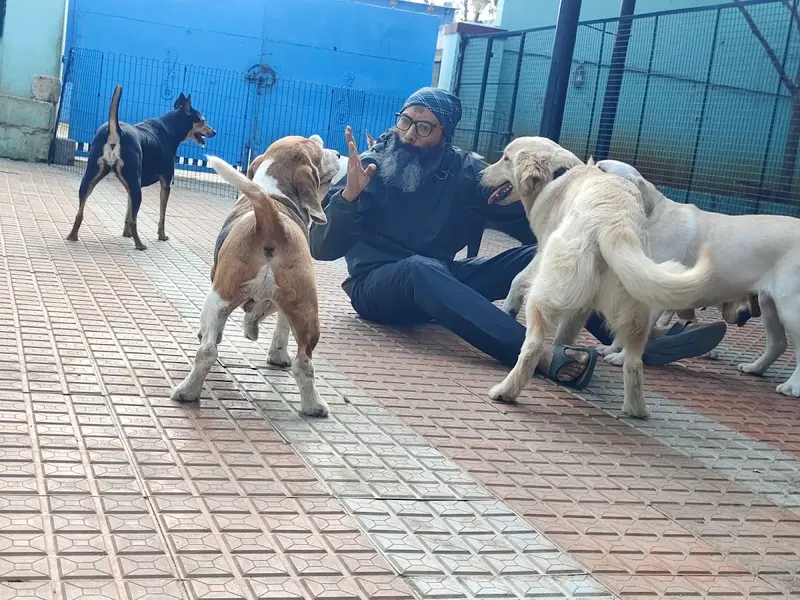 Forest Friend's Pet Boarding - Homestay/Boarding for Dogs and Cats, photo 2
