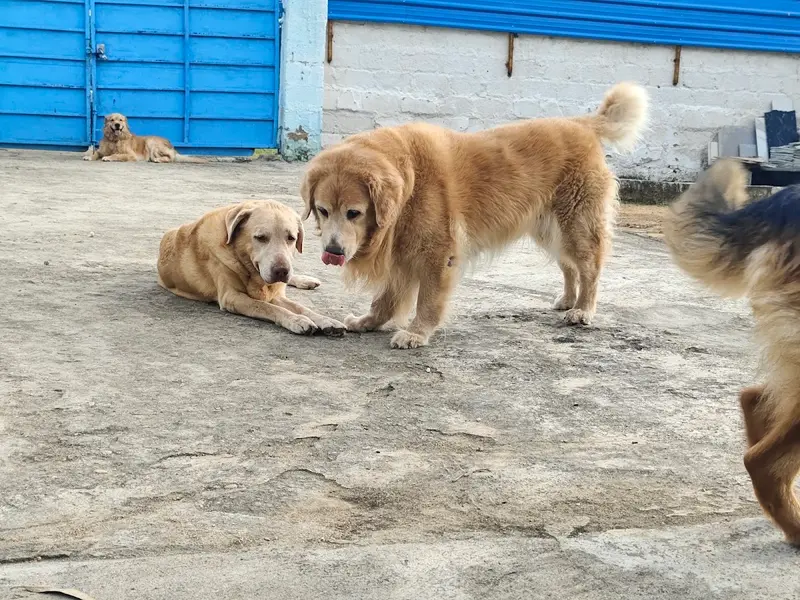 Forest Friend's Pet Boarding - Homestay/Boarding for Dogs and Cats, photo 4