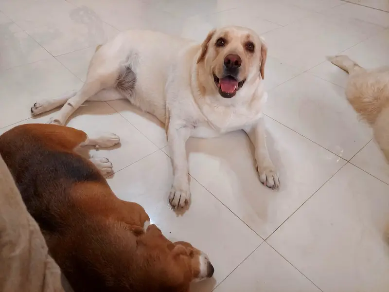 Forest Friend's Pet Boarding - Homestay/Boarding for Dogs and Cats, photo 5
