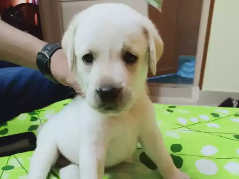 dog sale in Bangalore, photo 2
