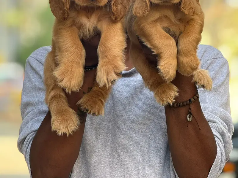 dog sale in Bangalore, photo 5