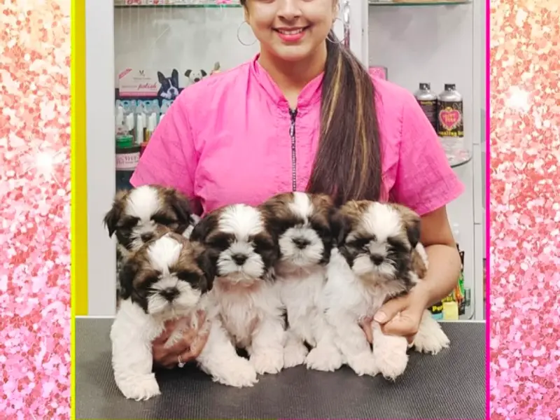 Fuzzy Wuzzy - Pet Styling Studio & Spa - Pet Grooming School, photo 4