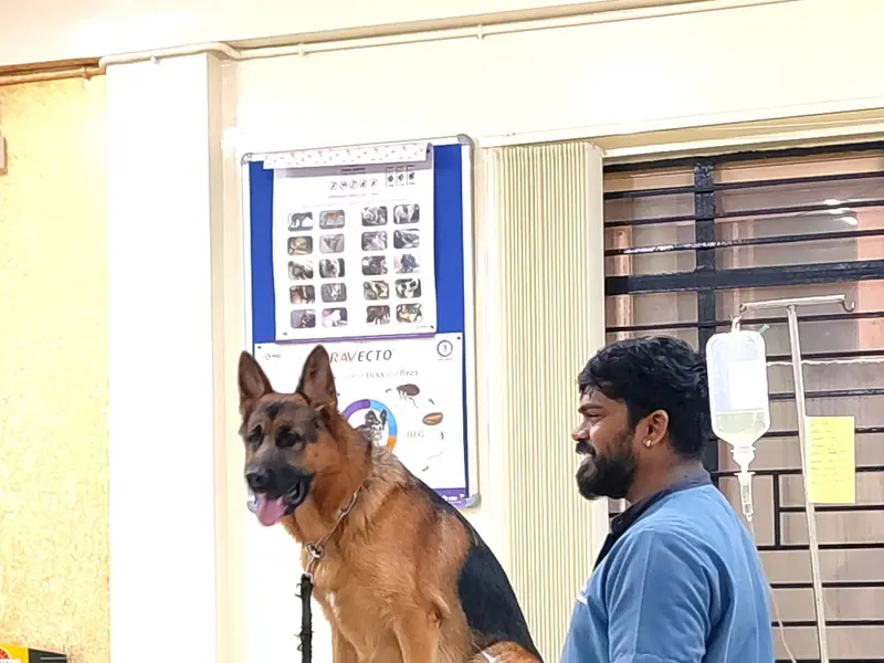 Indira Pet Clinic 24/7, photo 4