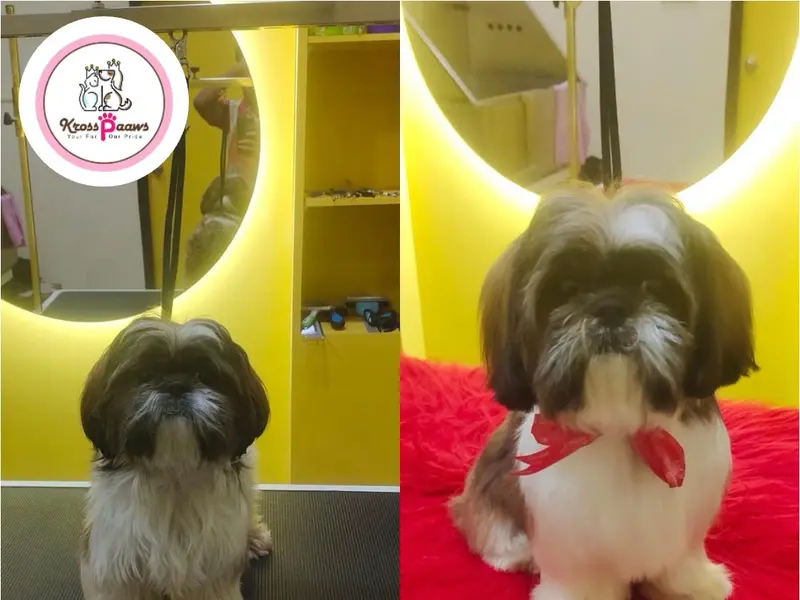Kross Paaws - Pet Grooming Studio & Boarding Services, photo 2