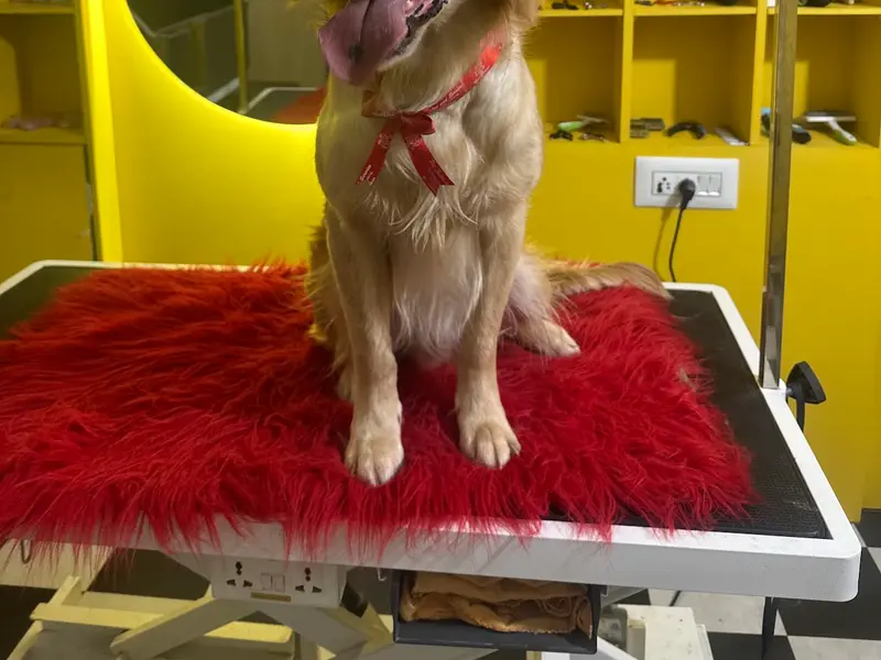 Kross Paaws - Pet Grooming Studio & Boarding Services, photo 3