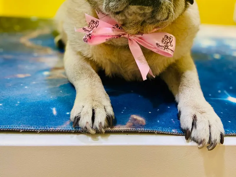 Kross Paaws - Pet Grooming Studio & Boarding Services, photo 4