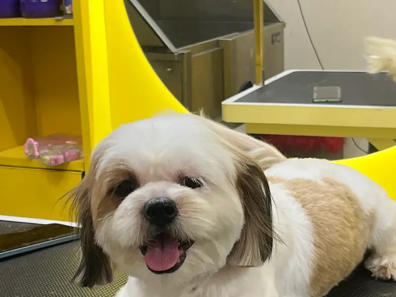 Kross Paaws - Pet Grooming Studio & Boarding Services, photo 5