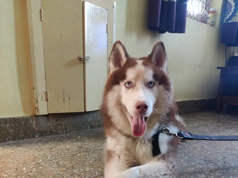 Asteer pet boarding centre, photo 2