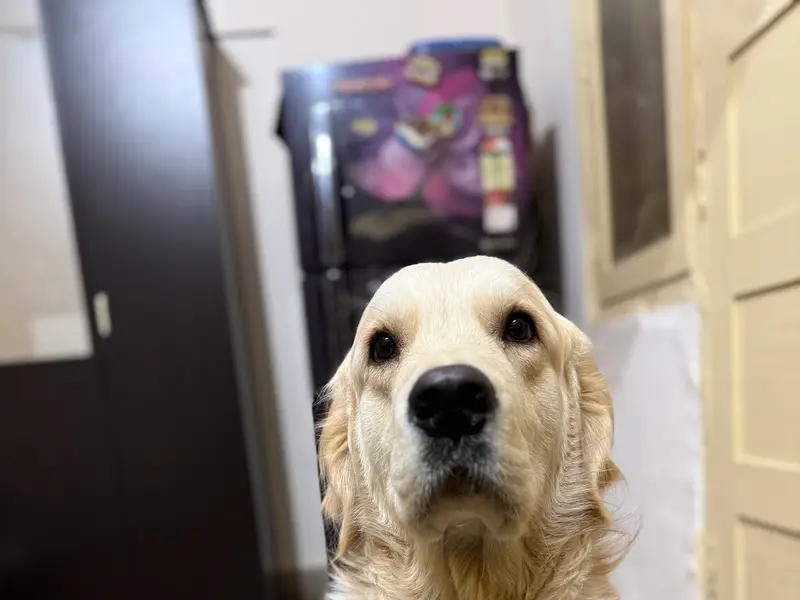 Asteer pet boarding centre, photo 4