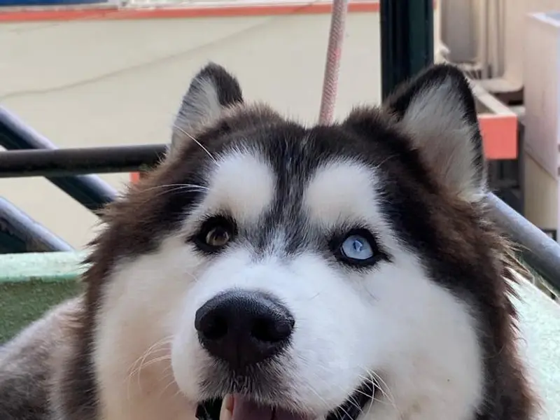 BLUU KENNEL, photo 2
