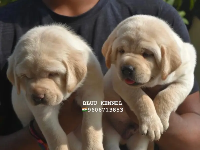 BLUU KENNEL, photo 5
