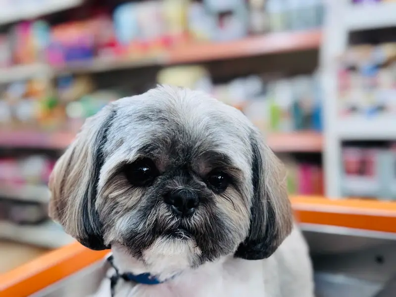 Brigade Pet Care, photo 2