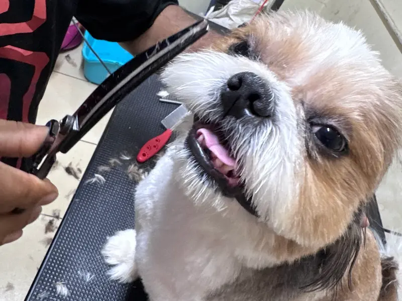 Brigade Pet Care, photo 3