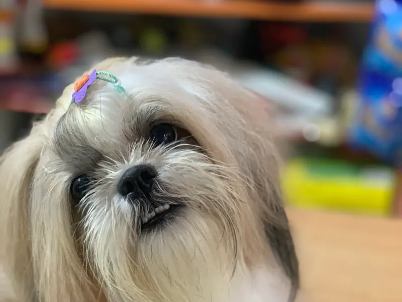 Brigade Pet Care, photo 4