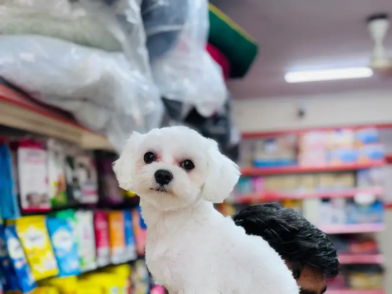 Brigade Pet Care, photo 5
