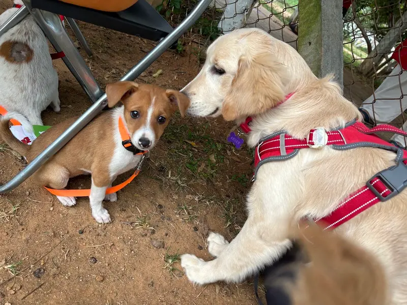 CaninEducation, photo 3