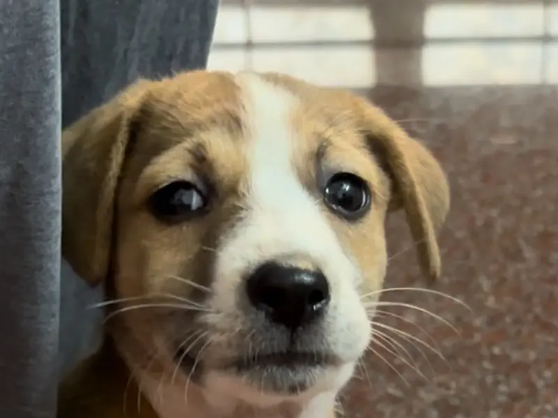 CaninEducation, photo 4