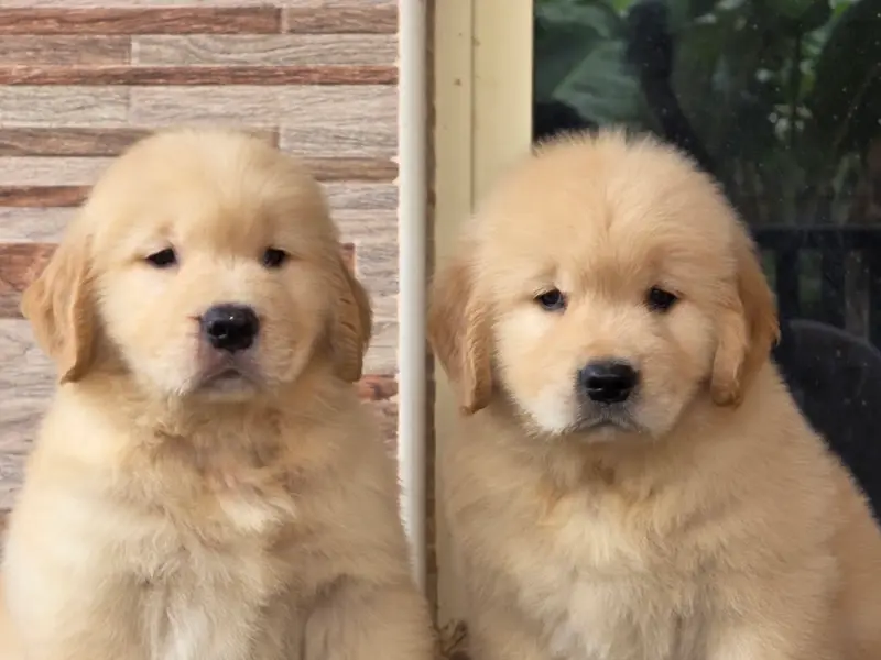 Happy Golden Dream Kennel, photo 2