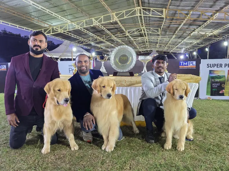 Happy Golden Dream Kennel, photo 3