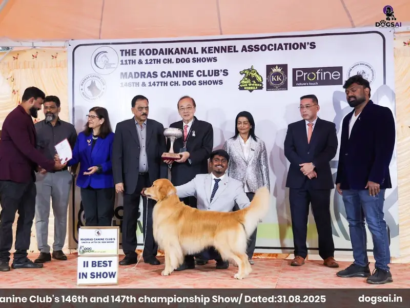 Happy Golden Dream Kennel, photo 4