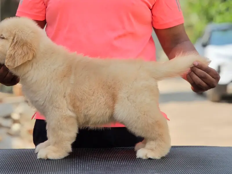 Happy Golden Dream Kennel, photo 5