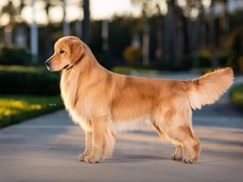 Happy Golden Dream Kennel