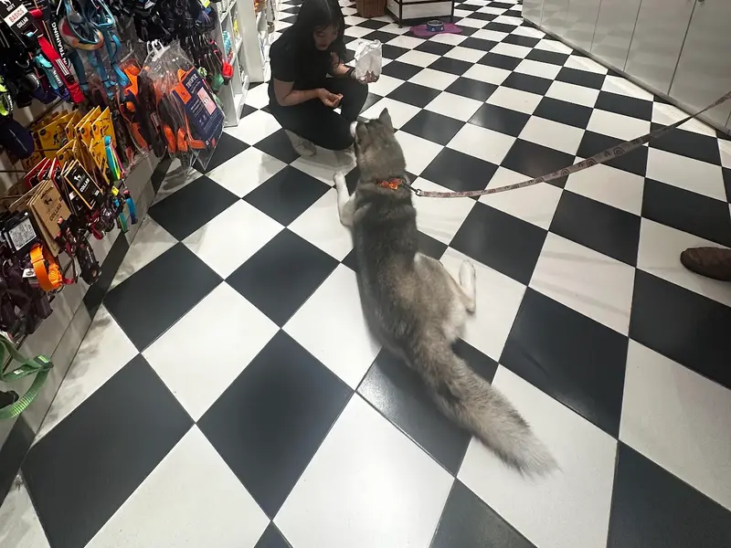 Heads Up For Tails Pet Store & Spa - J. P. Nagar, Bengaluru, photo 2