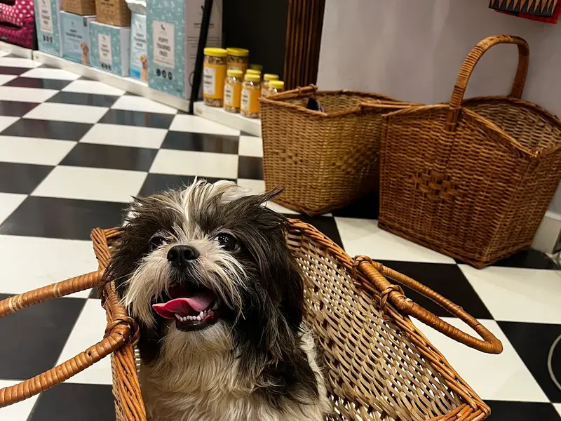 Heads Up For Tails Pet Store & Spa - J. P. Nagar, Bengaluru, photo 3
