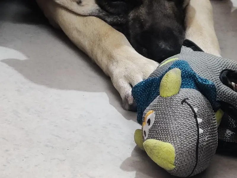 Heads Up For Tails Pet Store & Spa - J. P. Nagar, Bengaluru, photo 4