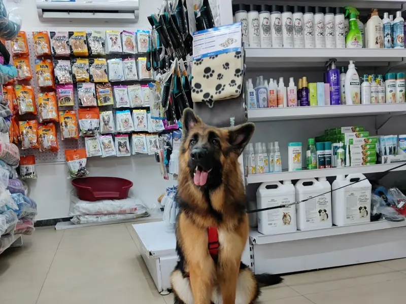 JUSTDOGS | JP Nagar, Bengaluru - Pet Store & Spa, photo 5