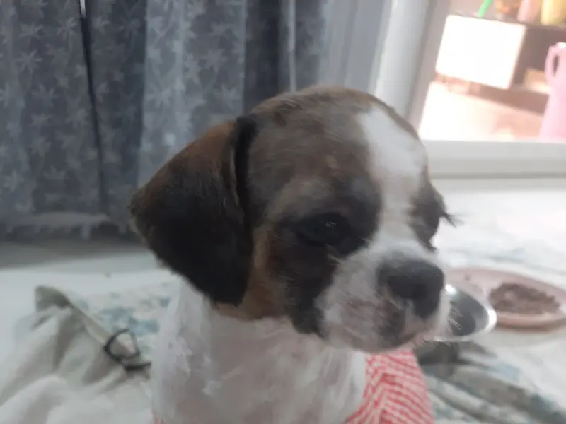 Pet Grooming Bengaluru, photo 3