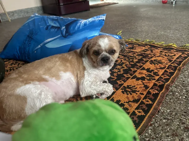 Pet Grooming Bengaluru