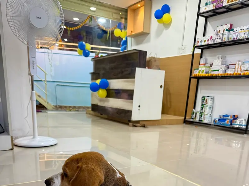 Petbee Vet Clinic, photo 5