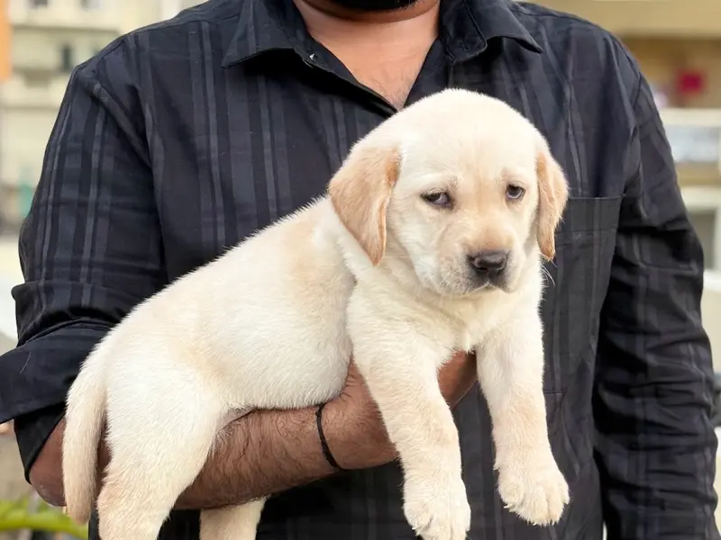 R G Kennels & Puppies Sale, photo 3