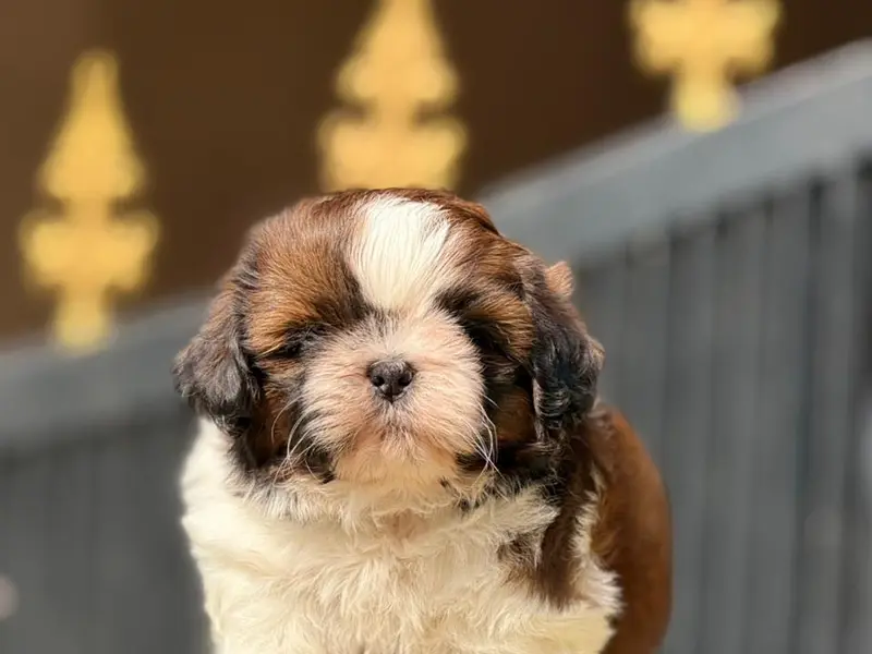 R G Kennels & Puppies Sale, photo 4